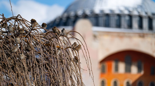 İSTANBUL’UN MİMARİSİ DEĞİŞTİ! SERÇE NÜFUSU AZALDI