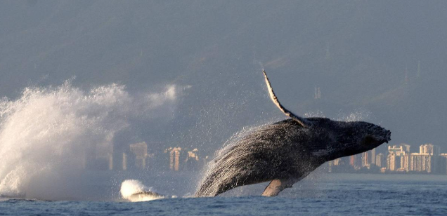 KAMBUR BALİNALARIN İNSANLARIN KONUŞTUĞU GİBİ ŞARKI SÖYLEDİĞİ BULUNDU