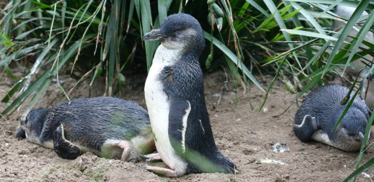 PENGUENLER DE BOŞANIYOR