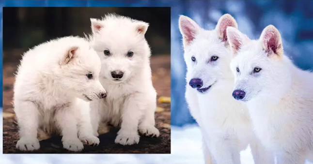 JURRASİC PARK GERÇEK Mİ OLUYOR?