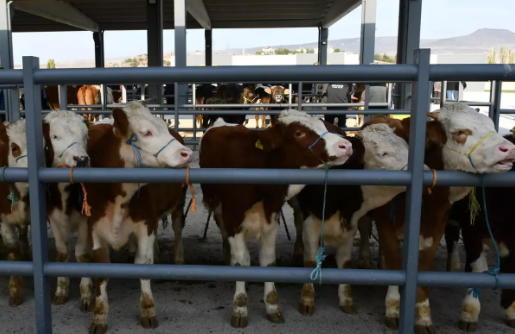 81 İLE ACİL KODLU YAZI: TÜM HAYVAN PAZARLARI İKİNCİ BİR EMRE KADAR KAPATILDI