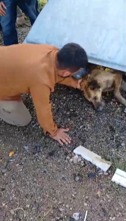 Çöp konteynerinde bitkin halde bulunan köpeğe şefkat eli