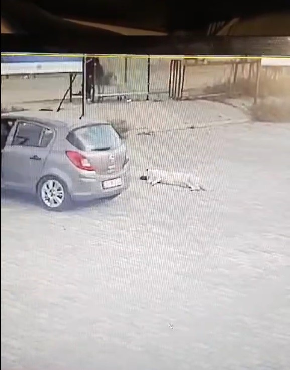 Otomobille köpeğin üzerinden geçti