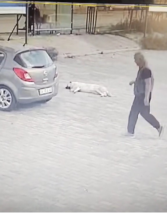 Otomobille köpeğin üzerinden geçti