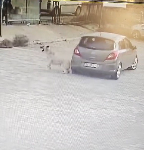 Otomobille köpeğin üzerinden geçti